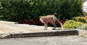 Αρρωστη αλεπού μέσα στη Θήβα - Εντοπίστηκε στην περιοχή των παλιών σφαγείων Αρρωστη αλεπού μέσα στη Θήβα - Εντοπίστηκε στην περιοχή των παλιών σφαγείων