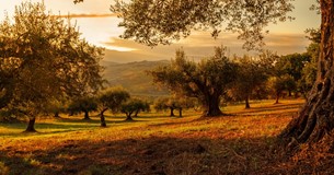 Ελαιώνες μετά την πυρκαγιά: Οι χειρισμοί για την αποκατάσταση Ελαιώνες μετά την πυρκαγιά: Οι χειρισμοί για την αποκατάσταση
